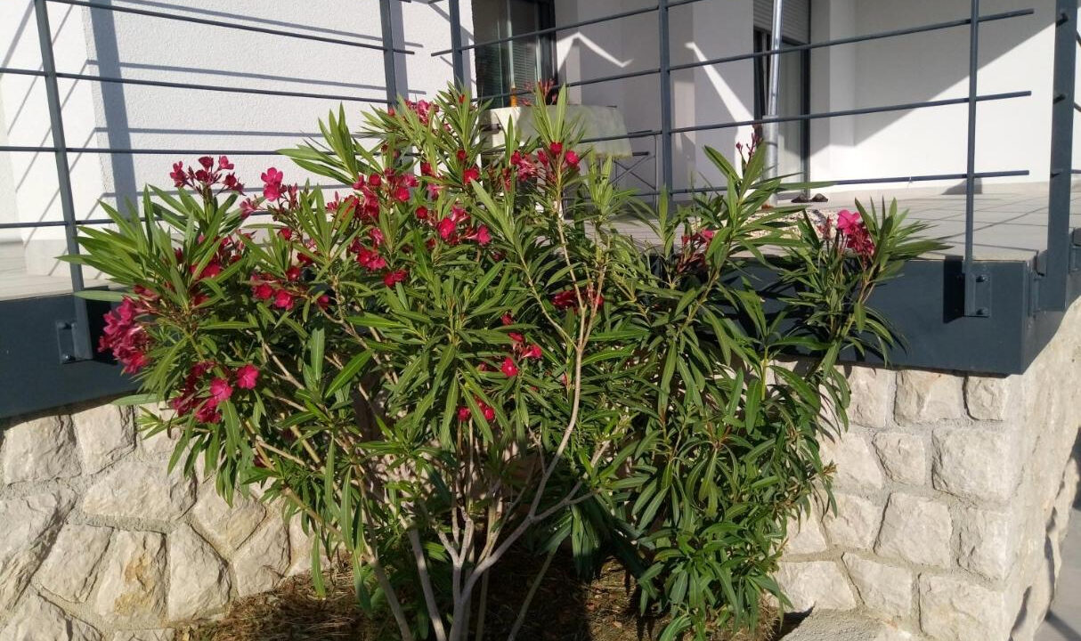 Erstaunliche Villa direkt am Meer auf der Insel Rab